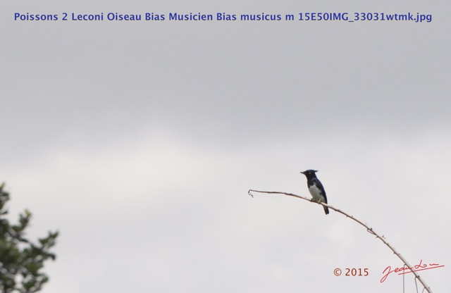 017 Poissons 2 Leconi Oiseau Bias Musicien Bias musicus m 15E50IMG_33031wtmk.jpg
